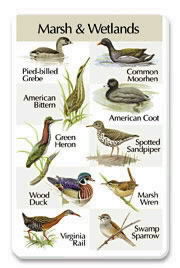 Marsh And Wetland SongCard.jpg
